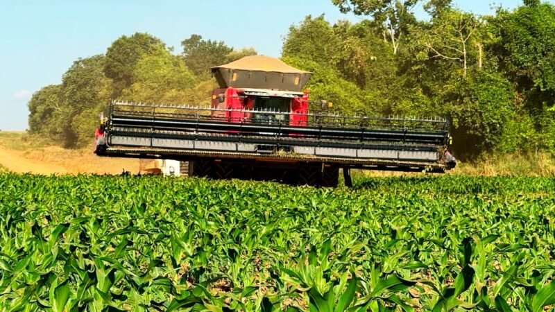 Soja é responsável por 44% do valor da produção do agro em Mato Grosso