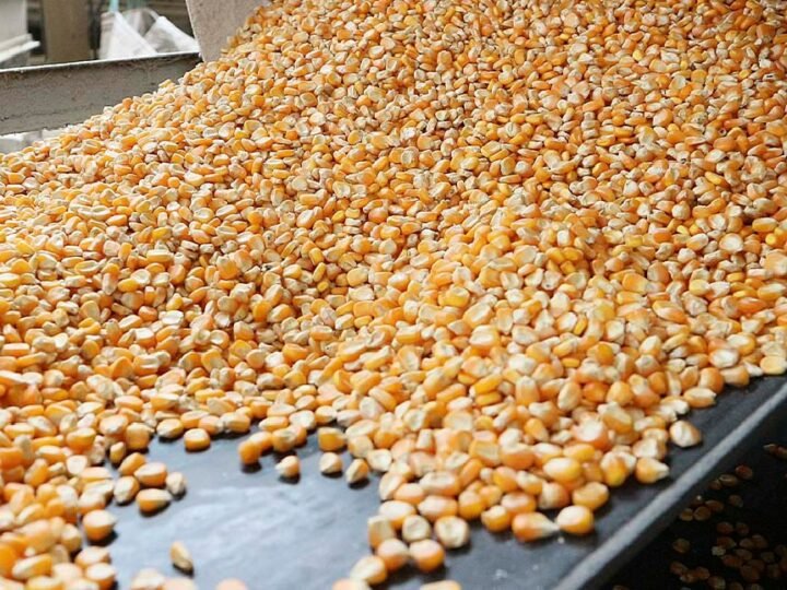 Milho em Mato Grosso tem queda de 1,7% no preço ligado ao travamento antecipado
