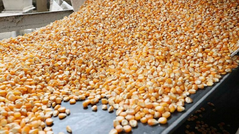 Custeio da safra de milho em Mato Grosso sobe 3,3%