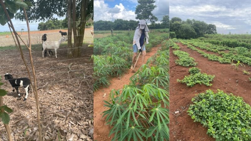 Justiça manda desocupar assentamento com dezenas de famílias em MT e gera tensão na região