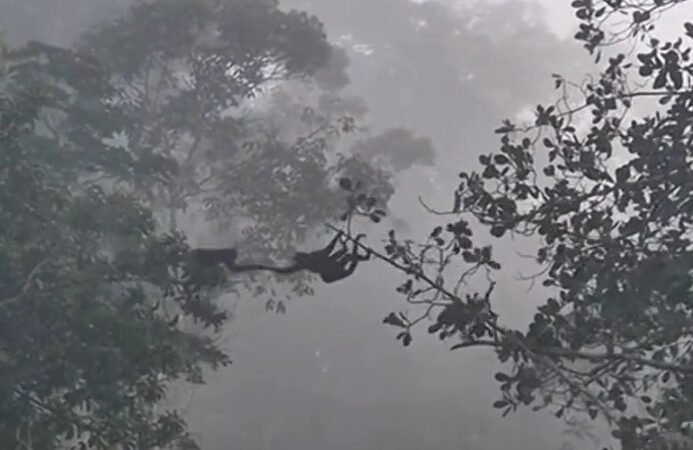 Cena incrível: macacos formam “ponte viva” para ajudar filhotes em travessia; vídeo registrado em Paranaíta