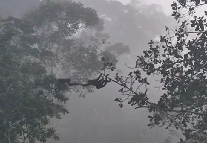 Cena incrível: macacos formam “ponte viva” para ajudar filhotes em travessia; vídeo registrado em Paranaíta