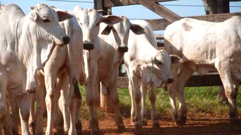Preço do bezerro de 7 arrobas em Mato Grosso atinge maior valorização