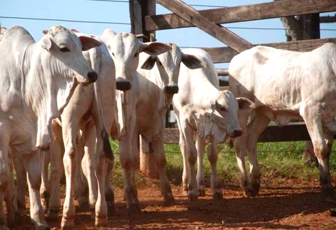 Preço do bezerro de 7 arrobas em Mato Grosso atinge maior valorização