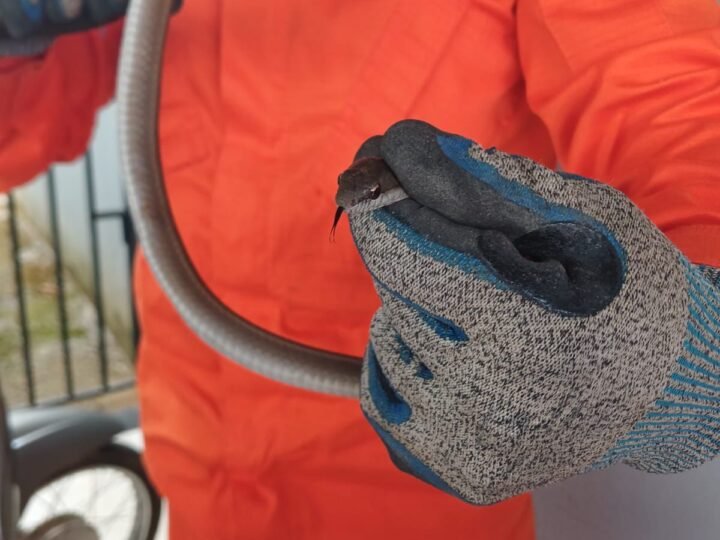 Serpente é capturada dentro de casa e devolvida à natureza pelos bombeiros em Guarantã do Norte