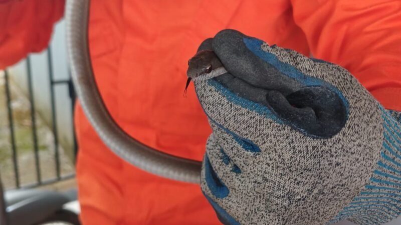 Serpente é capturada dentro de casa e devolvida à natureza pelos bombeiros em Guarantã do Norte