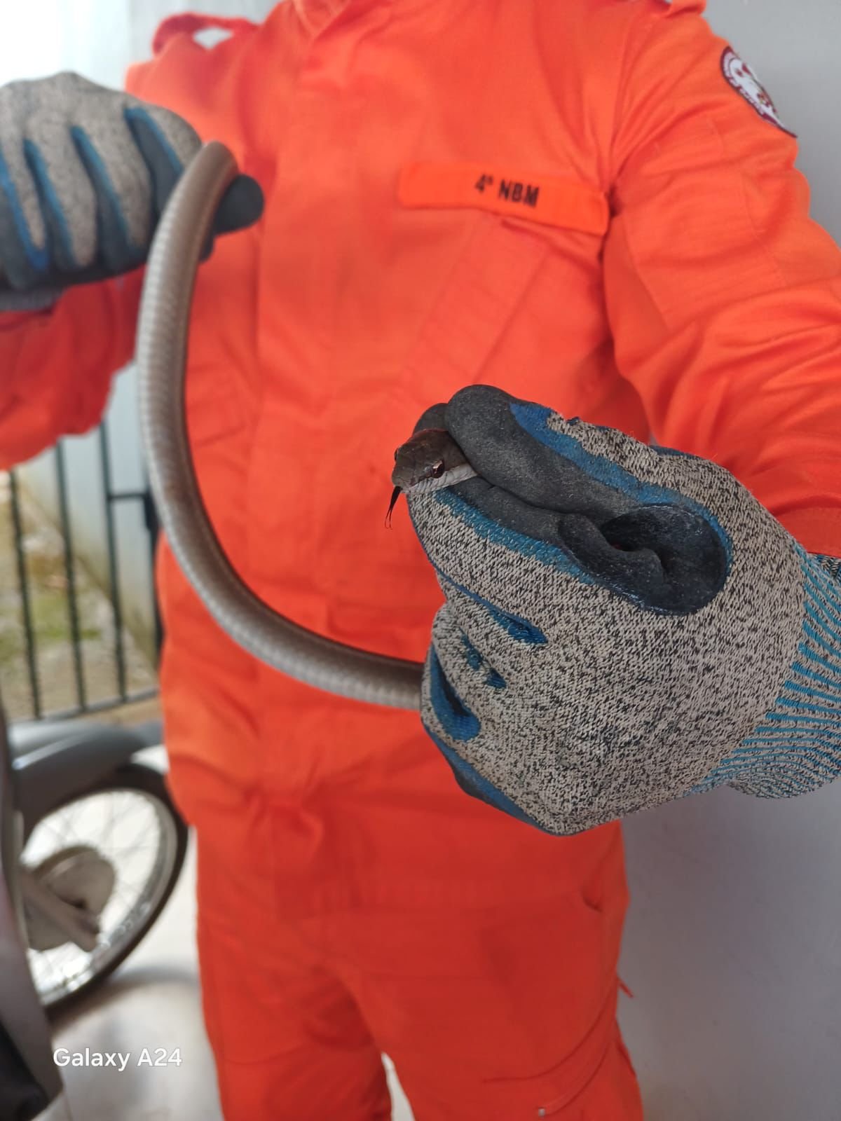 Serpente é capturada dentro de casa e devolvida à natureza pelos bombeiros em Guarantã do Norte