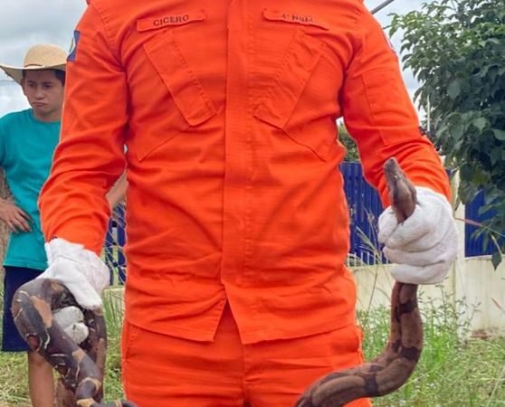 Jiboia de quase 2 metros é capturada por bombeiros em área residencial em Guarantã do Norte (Vídeo)