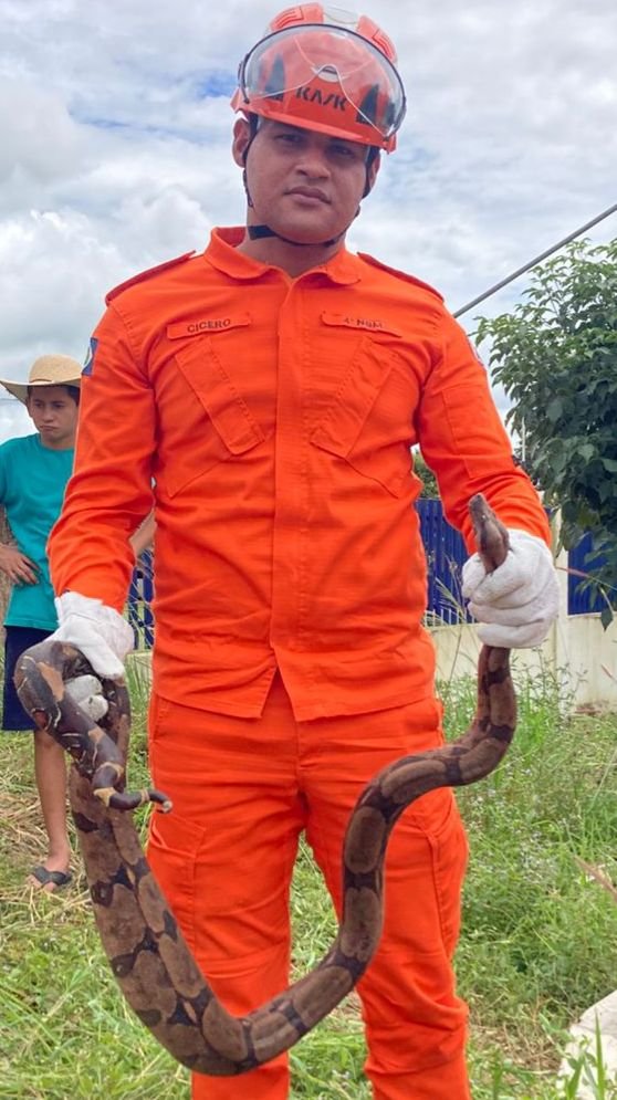 Jiboia de quase 2 metros é capturada por bombeiros em área residencial em Guarantã do Norte (Vídeo)