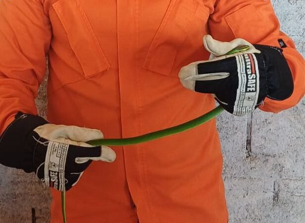 Cobra surpreende trabalhadores em obra às margens da BR-163 e mobiliza bombeiros em Guarantã do Norte