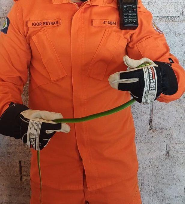 Cobra surpreende trabalhadores em obra às margens da BR-163 e mobiliza bombeiros em Guarantã do Norte