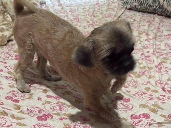 Cachorrinho levado em furto à residência é recuperado; suspeito é preso