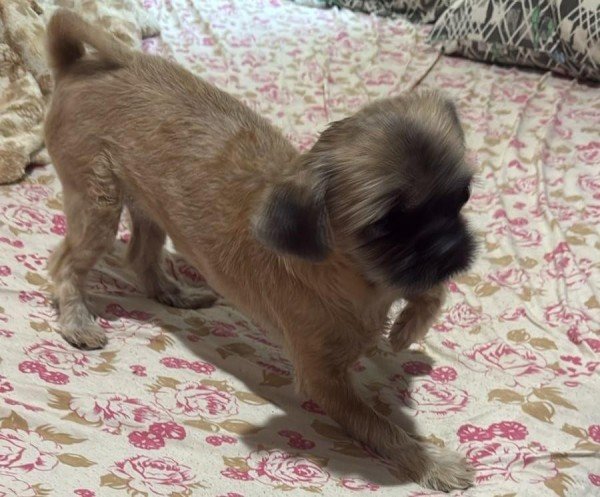 Cachorrinho levado em furto à residência é recuperado; suspeito é preso