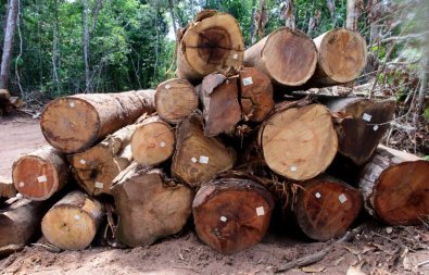 Trabalhador morre esmagado por toras em fazenda em MT