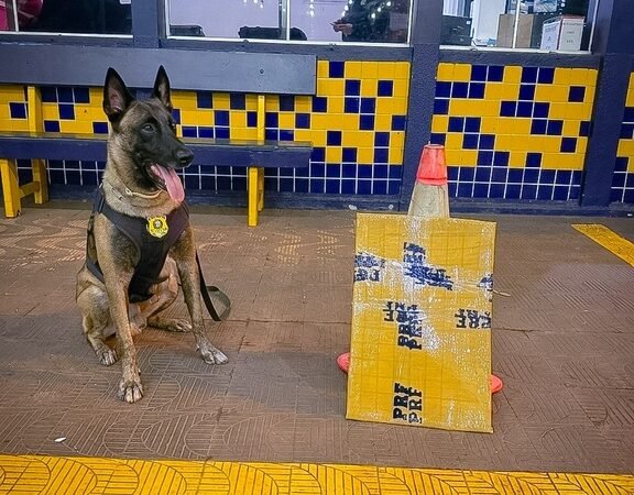 Cão farejador encontra droga escondida em mala e passageira é detida