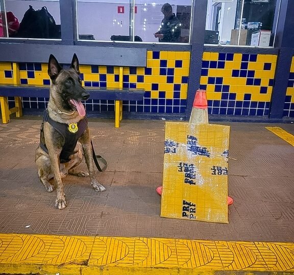 Cão farejador encontra droga escondida em mala e passageira é detida
