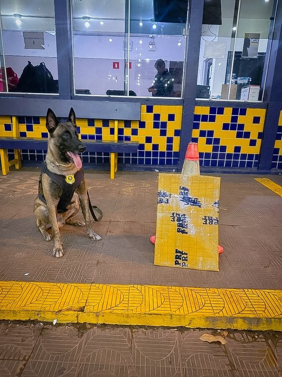 Cão farejador encontra droga escondida em mala e passageira é detida