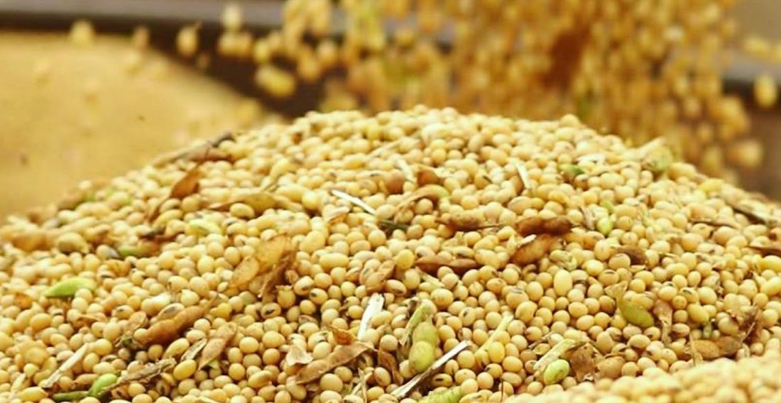 Esmagamento de soja em Mato Grosso cresce 3,2%; margem bruta das indústrias cai