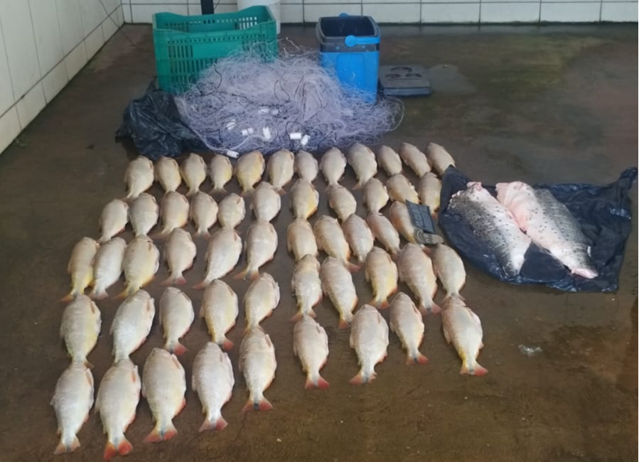 Peixe proibido escondido em caminhão-tanque surpreende polícia e homem é preso em flagrante