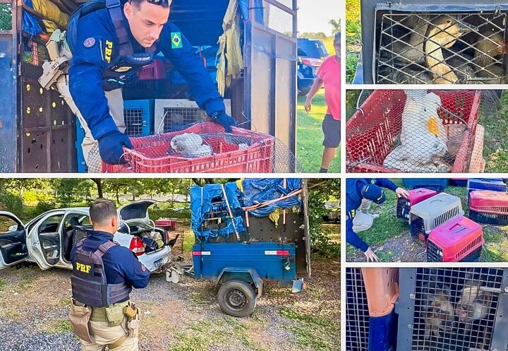 Cena revoltante em rodovia termina com resgate de dezenas de animais em sofrimento