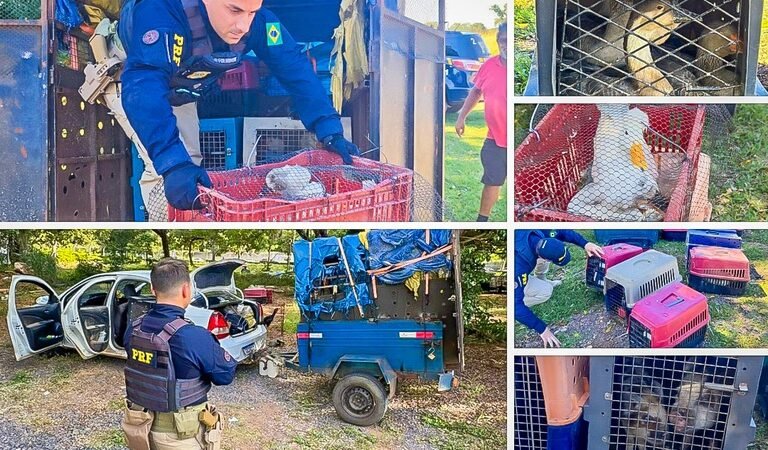 Cena revoltante em rodovia termina com resgate de dezenas de animais em sofrimento