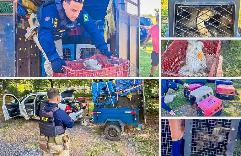 Cena revoltante em rodovia termina com resgate de dezenas de animais em sofrimento