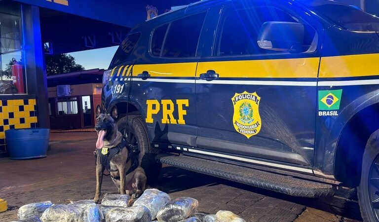 Cão farejador denuncia malas suspeitas em ônibus e passageiro é preso com droga