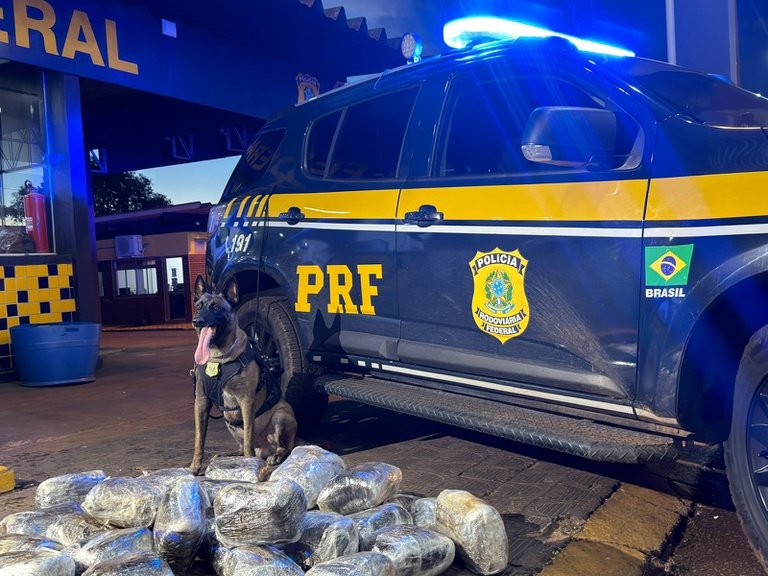 Cão farejador denuncia malas suspeitas em ônibus e passageiro é preso com droga