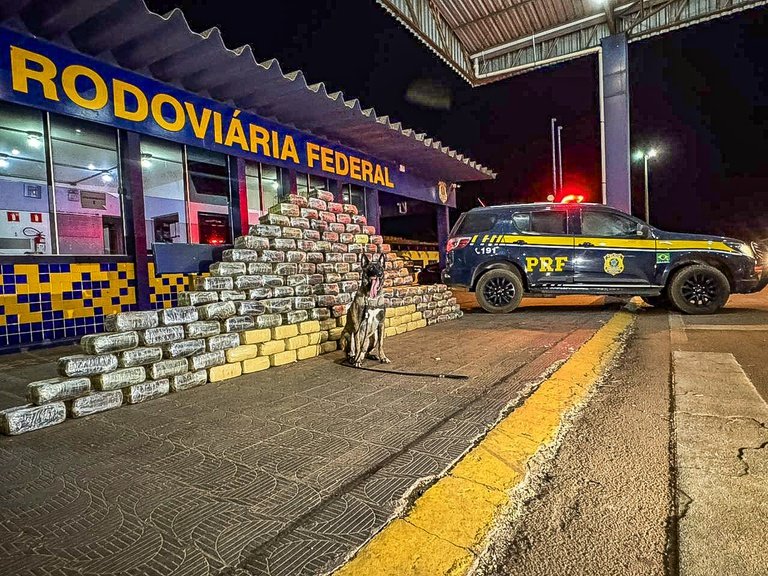 Cão farejador encontra fundo falso em caminhão e revela meia tonelada de droga