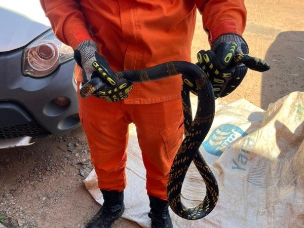 Cobra caninana é localizada dentro de automóvel em Alta Floresta