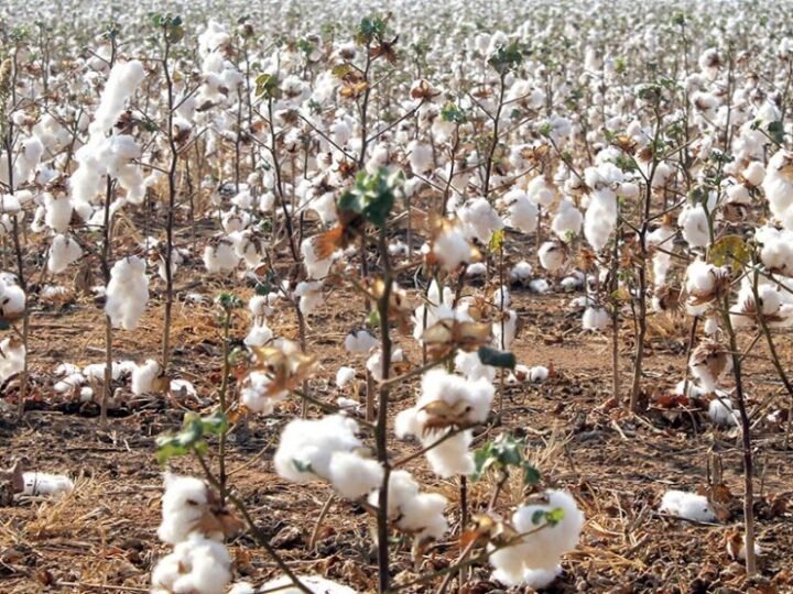 Custo da produção de algodão em Mato Grosso sobe 1%; produtores optam por ‘ travamento’