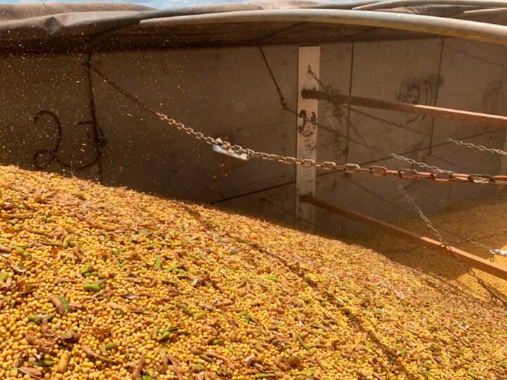Preço da soja disponível em Mato Grosso e farelo aumenta