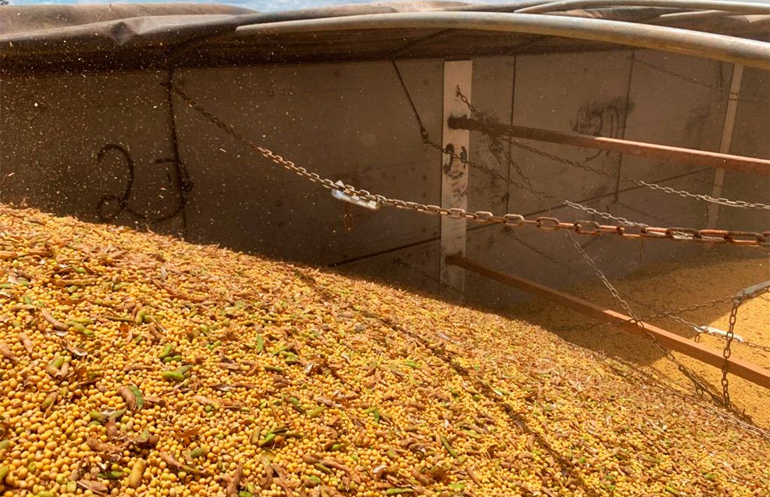 Preço da soja disponível em Mato Grosso e farelo aumenta