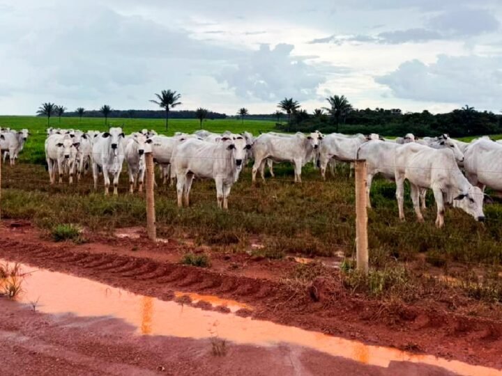 Arroba do boi em Mato Grosso tem valorização maior que em São Paulo
