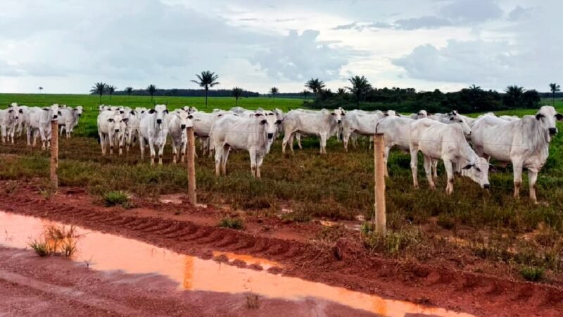 Arroba do boi em Mato Grosso tem valorização maior que em São Paulo