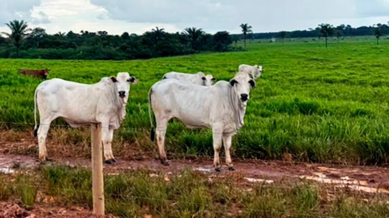 Preço do boi gordo tem alta mensal de 5,6% em Mato Grosso