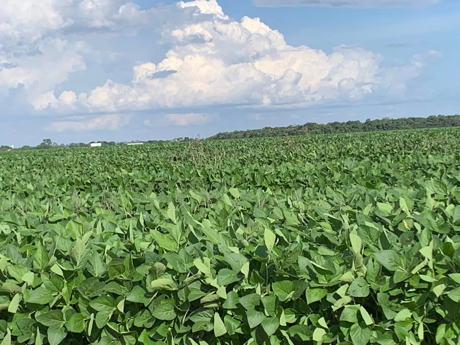 Calendário da soja em Mato Grosso mantém vazio sanitário de junho a setembro
