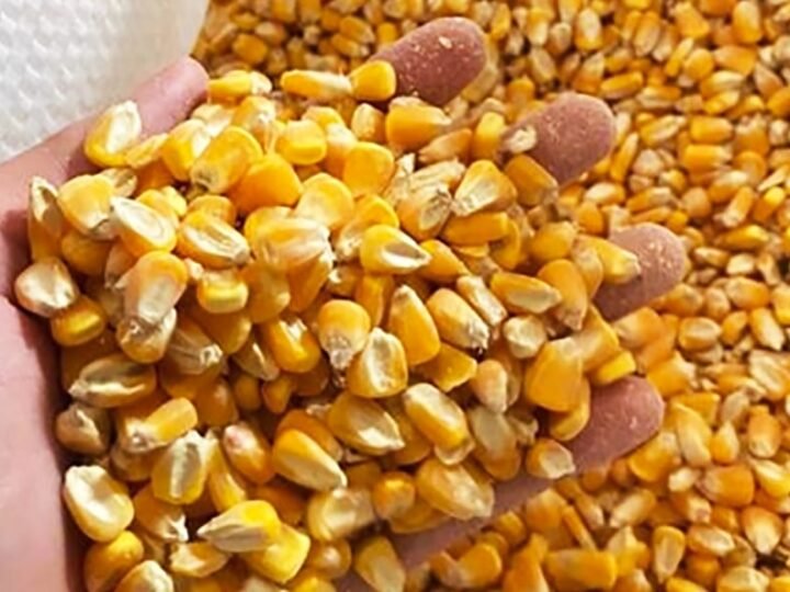 Milho disponível em Mato Grosso cai quase 1%