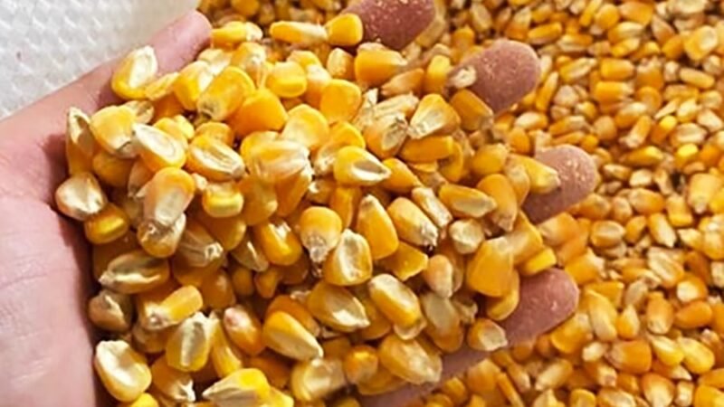 Milho disponível em Mato Grosso cai quase 1%