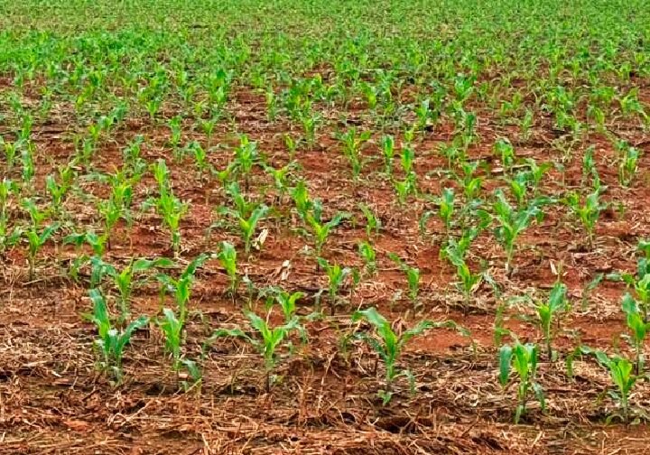 Custeio da safra em Mato Grosso sobe 2,3% impactado por fertilizantes e defensivos