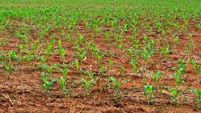 Custeio da safra em Mato Grosso sobe 2,3% impactado por fertilizantes e defensivos