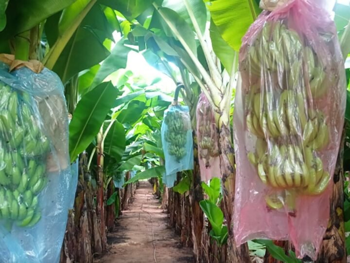 Governo de MT lança edital de R$ 76 milhões para fortalecer agricultura familiar