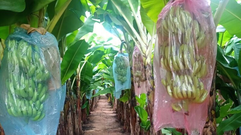 Governo de MT lança edital de R$ 76 milhões para fortalecer agricultura familiar
