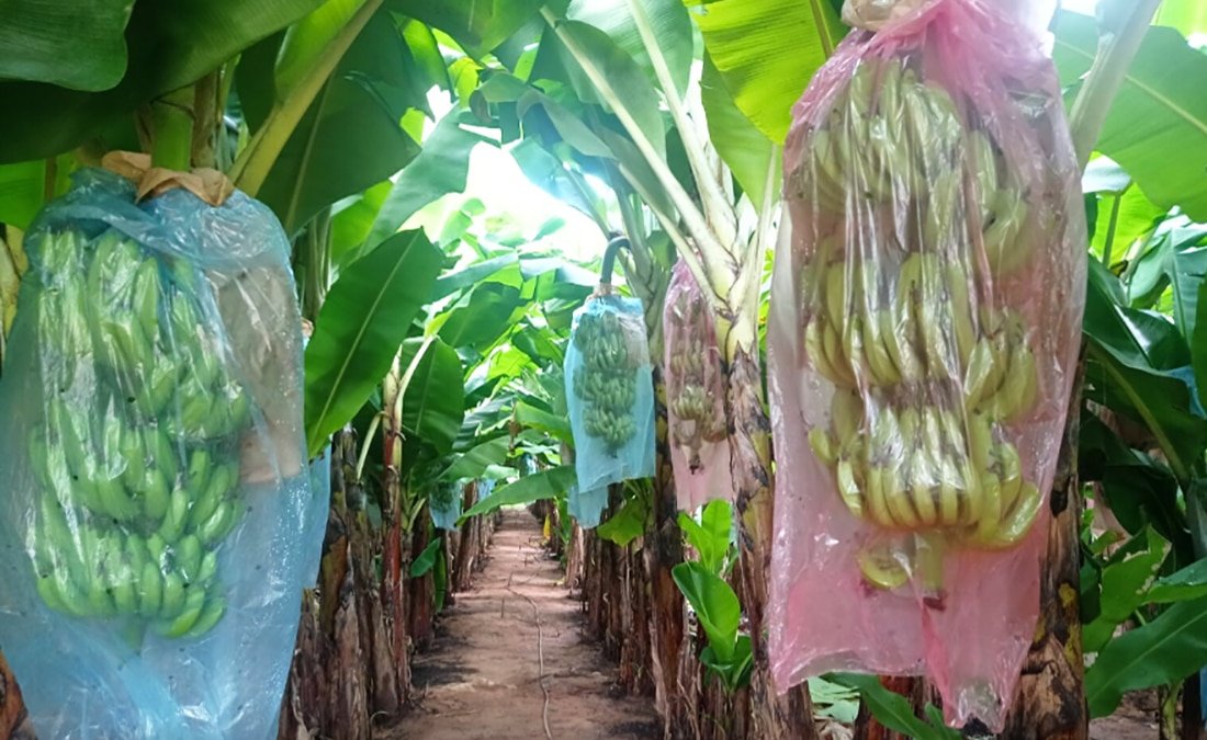 Governo de MT lança edital de R$ 76 milhões para fortalecer agricultura familiar