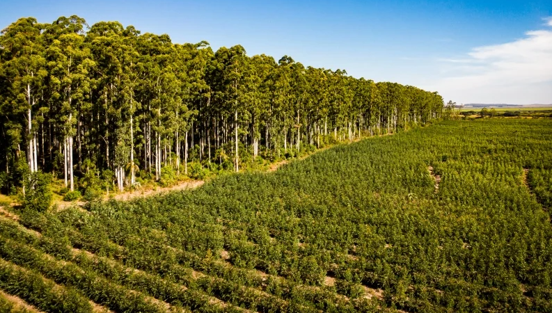 Florestas plantadas respondem por 94% da madeira para fins industriais