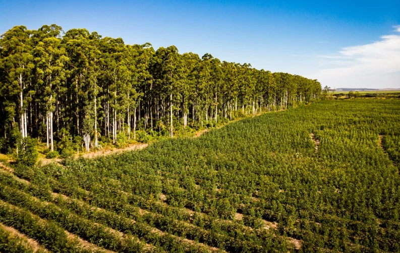 Florestas plantadas respondem por 94% da madeira para fins industriais