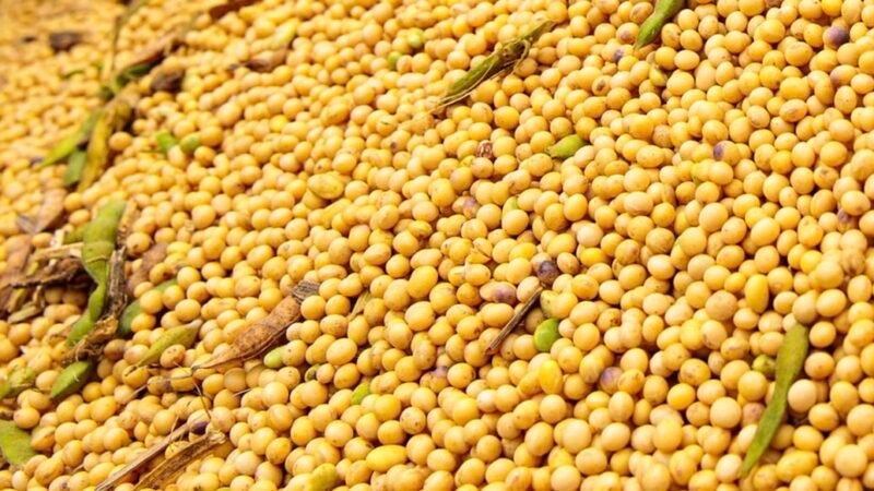 Demanda fraca reduz preço da soja disponível em Mato Grosso; óleo sobe