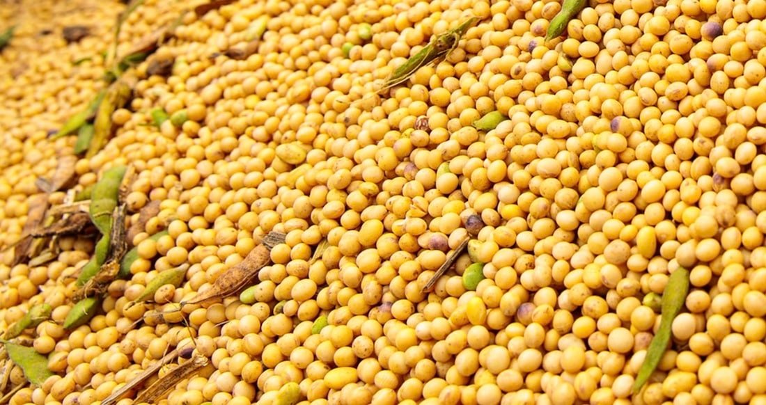 Demanda fraca reduz preço da soja disponível em Mato Grosso; óleo sobe