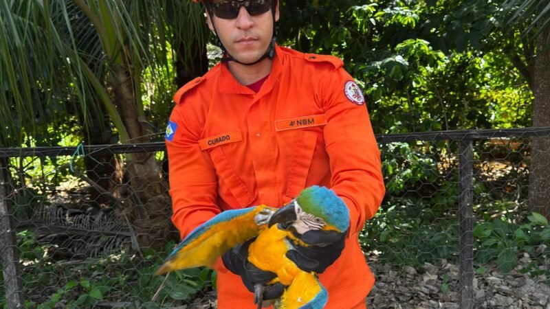 Arara ferida mobiliza resgate e ação rápida evita situação ainda mais grave em Guarantã do Norte