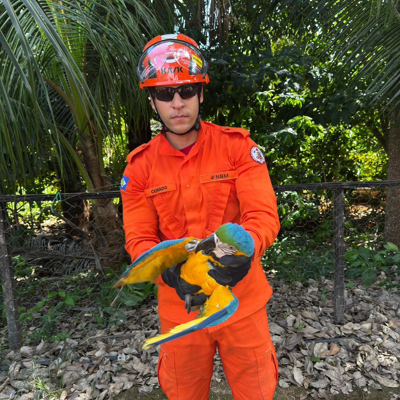 Arara ferida mobiliza resgate e ação rápida evita situação ainda mais grave em Guarantã do Norte